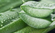 چگونه از آلوئه ورا برای رشد موها استفاده کنیم